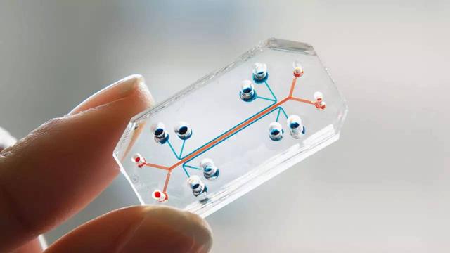 又一黑科技曝光：人体器官芯片在中国成功面世，或引发医学新革命